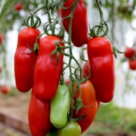 «Cherevichki» - Organic Tomato Seeds