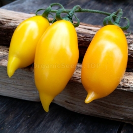 «Golden Canary» - Organic Tomato Seeds