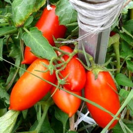 «Red Koenigsberg» - Organic Tomato Seeds