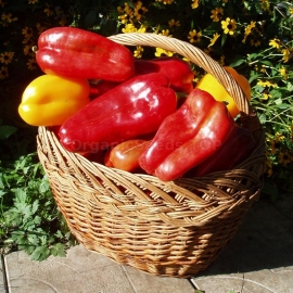 «Rojo» - Organic Pepper Seeds