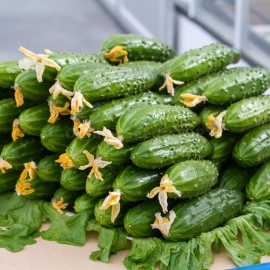 «Drought resistant» - Organic Cucumber Seeds