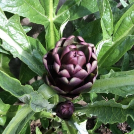 «Violetto» - Organic Artichoke Seeds