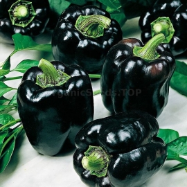 «Black Square» - Organic Pepper Seeds