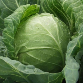 «June» - Organic Cabbage Seeds