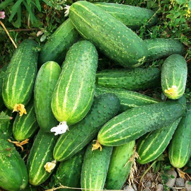 «Era» - Organic Cucumber Seeds