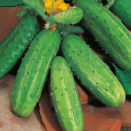 «Gift» - Organic Cucumber Seeds