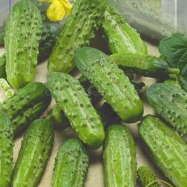«Game» - Organic Cucumber Seeds