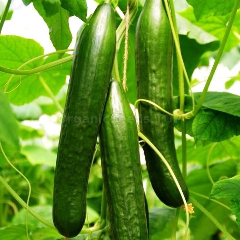 Ceylon Dried Organic Rare Asian White Wonder 50 Cucumber Seeds Fresh Garden