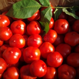 «Primadonna» - Organic Tomato Seeds