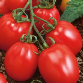 «Amulet» - Organic Tomato Seeds