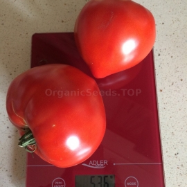 «Budenovka red» - Organic Tomato Seeds