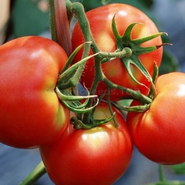 «Vityaz» - Organic Tomato Seeds