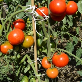 «Volgograd 3/23» - Organic Tomato Seeds