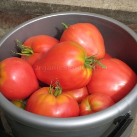 «Cardinal» - Organic Tomato Seeds