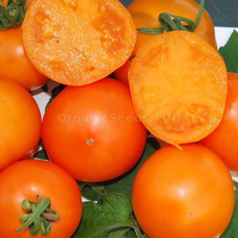 «Mandarin» - Organic Tomato Seeds - Shipping is free for orders over €50