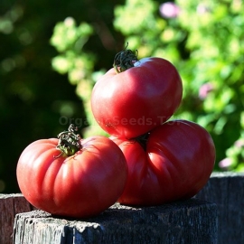 «Bear paw pink» - Organic Tomato Seeds