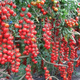 «Cherry Ciligia» - Organic Tomato Seeds