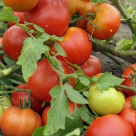 «Solaris» - Organic Tomato Seeds