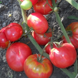 «Grandma's secret pink» - Organic Tomato Seeds