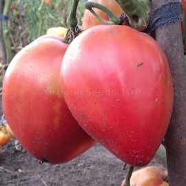 «Batyana Pink» - Organic Tomato Seeds