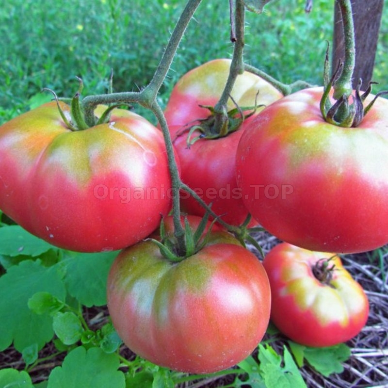 «Mikado pink» - Organic Tomato Seeds - Shipping is free for orders over €50