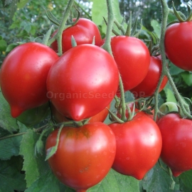 «Tarasenko 2» - Organic Tomato Seeds