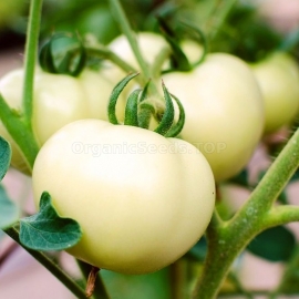 «Godsent» - Organic Tomato Seeds