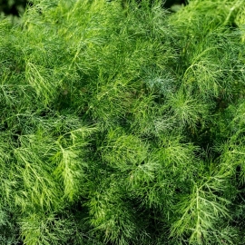 «Annette» - Organic Dill Seeds