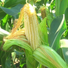 «Medunka» - Organic Corn Seeds