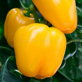 «Golden Taurus» - Organic Pepper Seeds