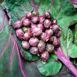 «Red Wonder» - Organic Brussels Sprout Seeds