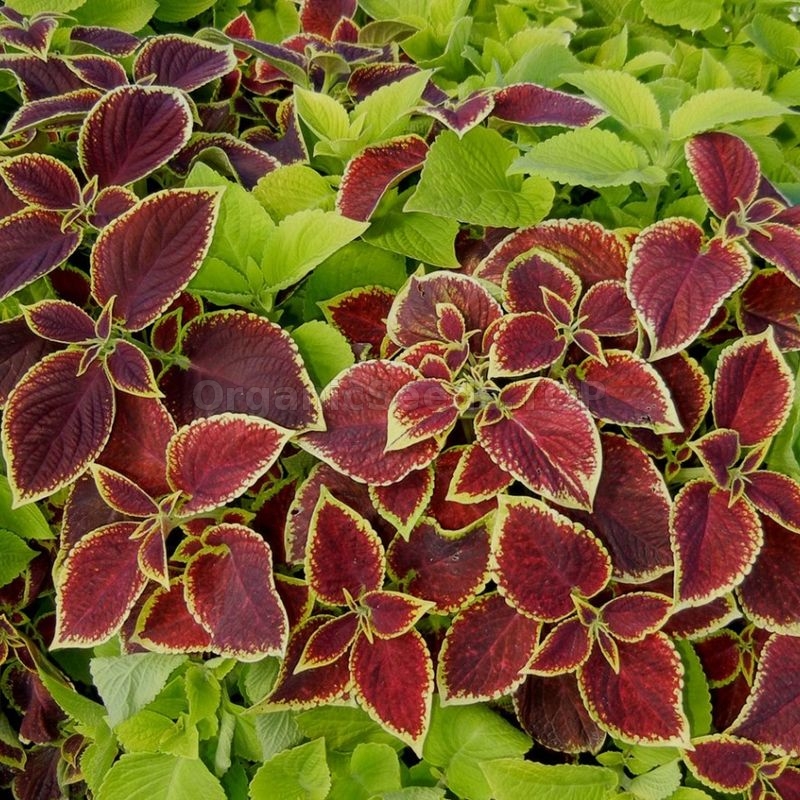 «Mix» - Organic Coleus Seeds - Shipping is free for orders over €50