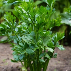 «Verde da Taglio» - Organic Celery Seeds