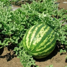 «Melitopol» - Organic Watermelon Seeds
