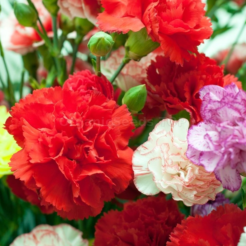 «Grenadine Mix» - Organic Carnation Seeds - Shipping is free for orders ...