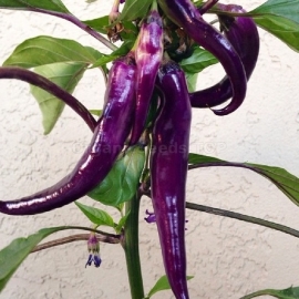 «Cayenne Purple» - Organic Hot Pepper Seeds