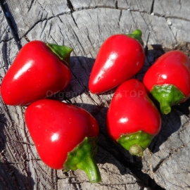 «Lola» - Organic Hot Pepper Seeds