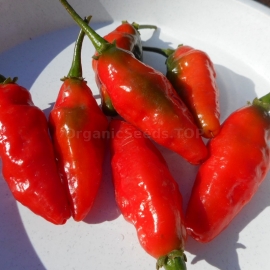 «Serpent Noir» - Organic Hot Pepper Seeds