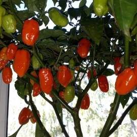 «Habanero Gambia» - Organic Hot Pepper Seeds