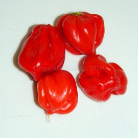 «Caribbean red Habanero» - Organic Hot Pepper Seeds