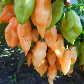 «Peach Habanero» - Organic Hot Pepper Seeds