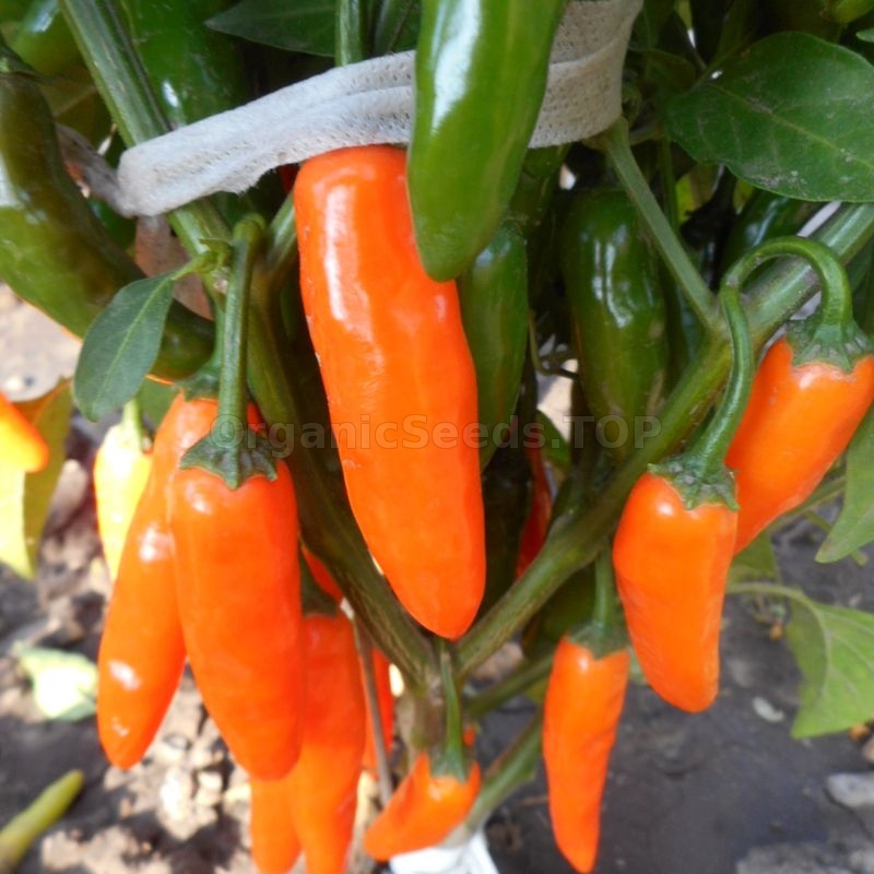 «Jalapeno Orange» Organic Hot Pepper Seeds Shipping is free for