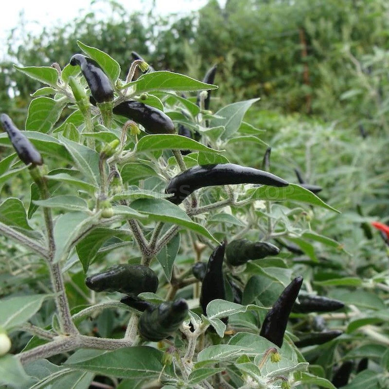 25 Rare Organic Black Cobra Select 2018 Harvested Pepper Seeds-D 42 