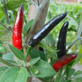 «Black Cobra» - Organic Hot Pepper Seeds