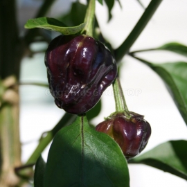 «Black Scorpion Tongue» - Organic Hot Pepper Seeds