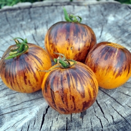 «Ussuri Tiger» - Organic Tomato Seeds
