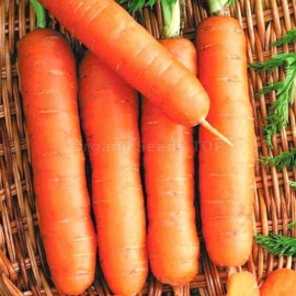 «Kalina» - Organic Carrot Seeds