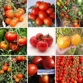 Set of seeds «Low-growing tomatoes» - 9 packets
