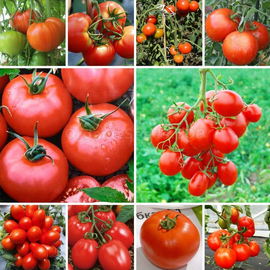 Set of seeds «Super Garden Tomato» No. 1 - 22 packets
