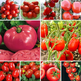 Set of seeds «Super Garden Tomato» No. 2 - 19 packets